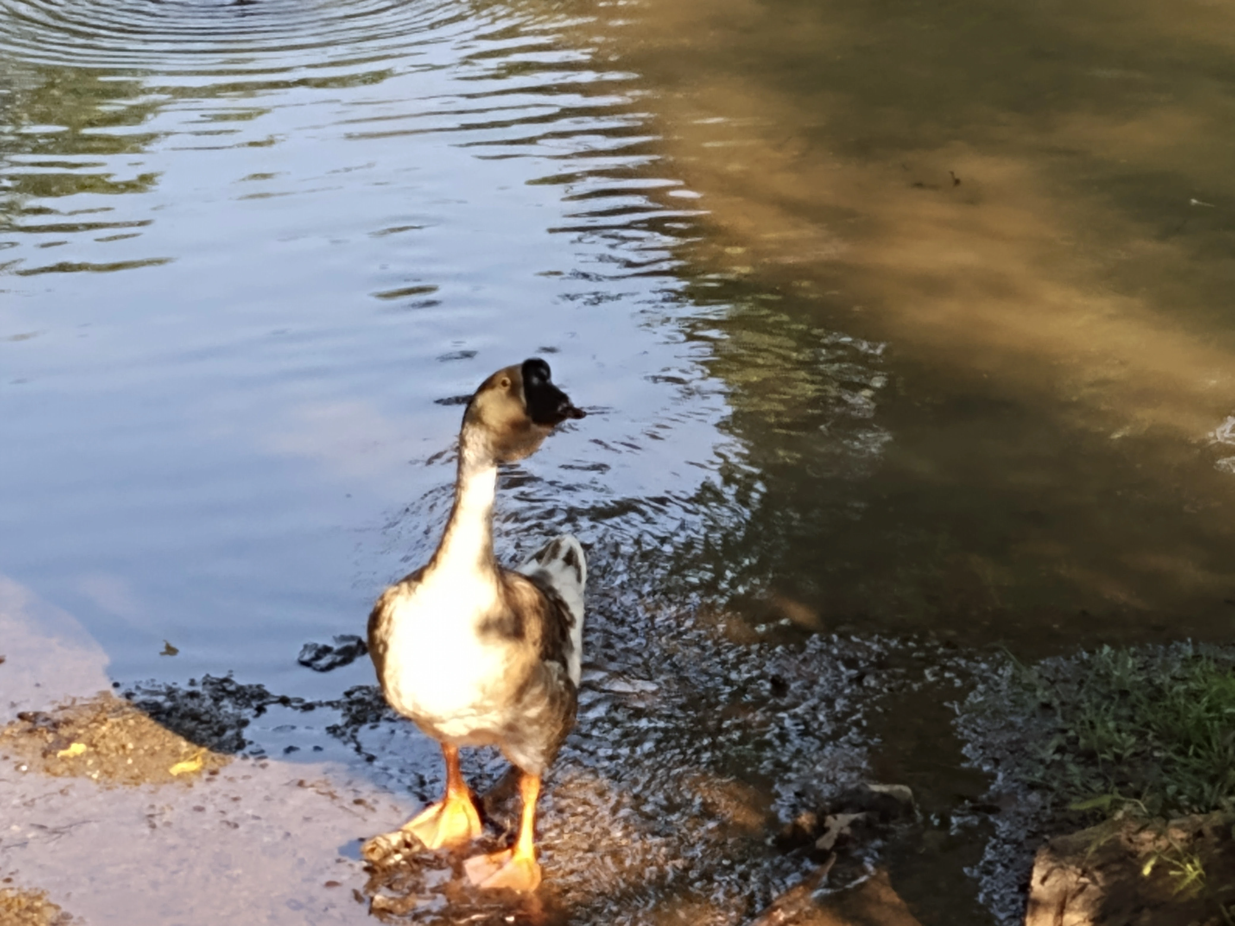 Discovery guides for Maryland field observation