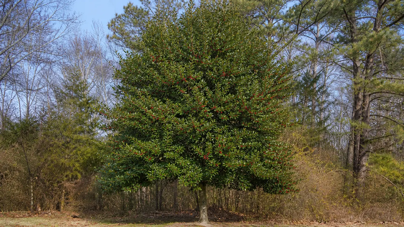 Maryland habitat context for American Holly