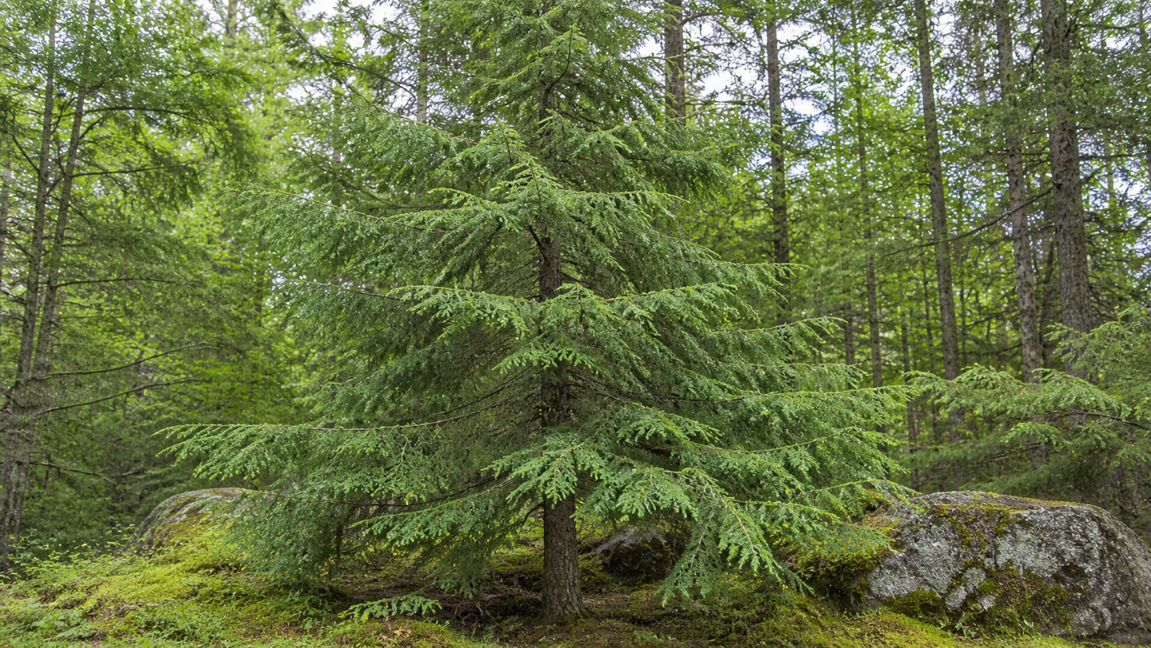 Maryland habitat context for Eastern Hemlock