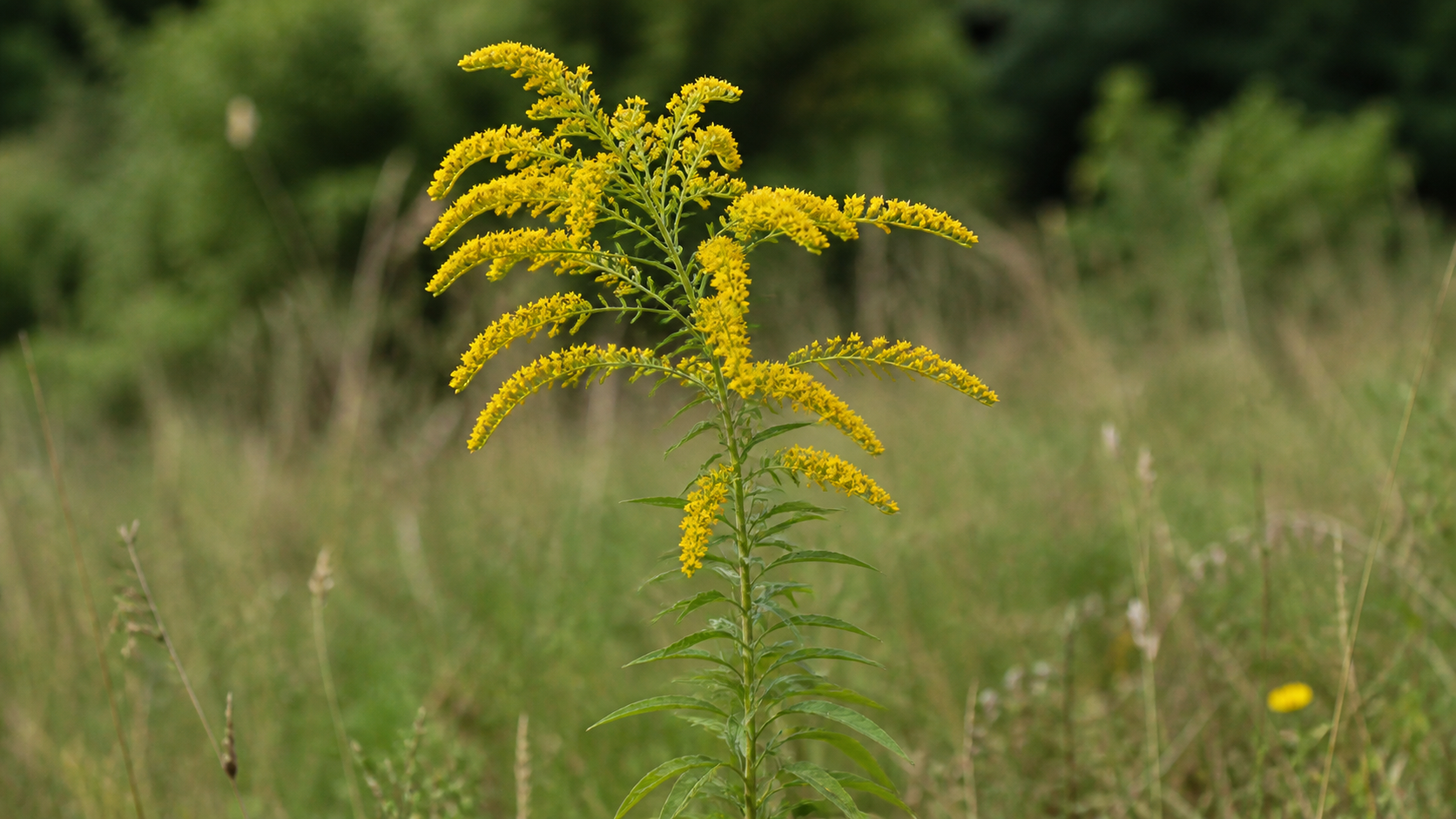 Maryland habitat context for Goldenrod