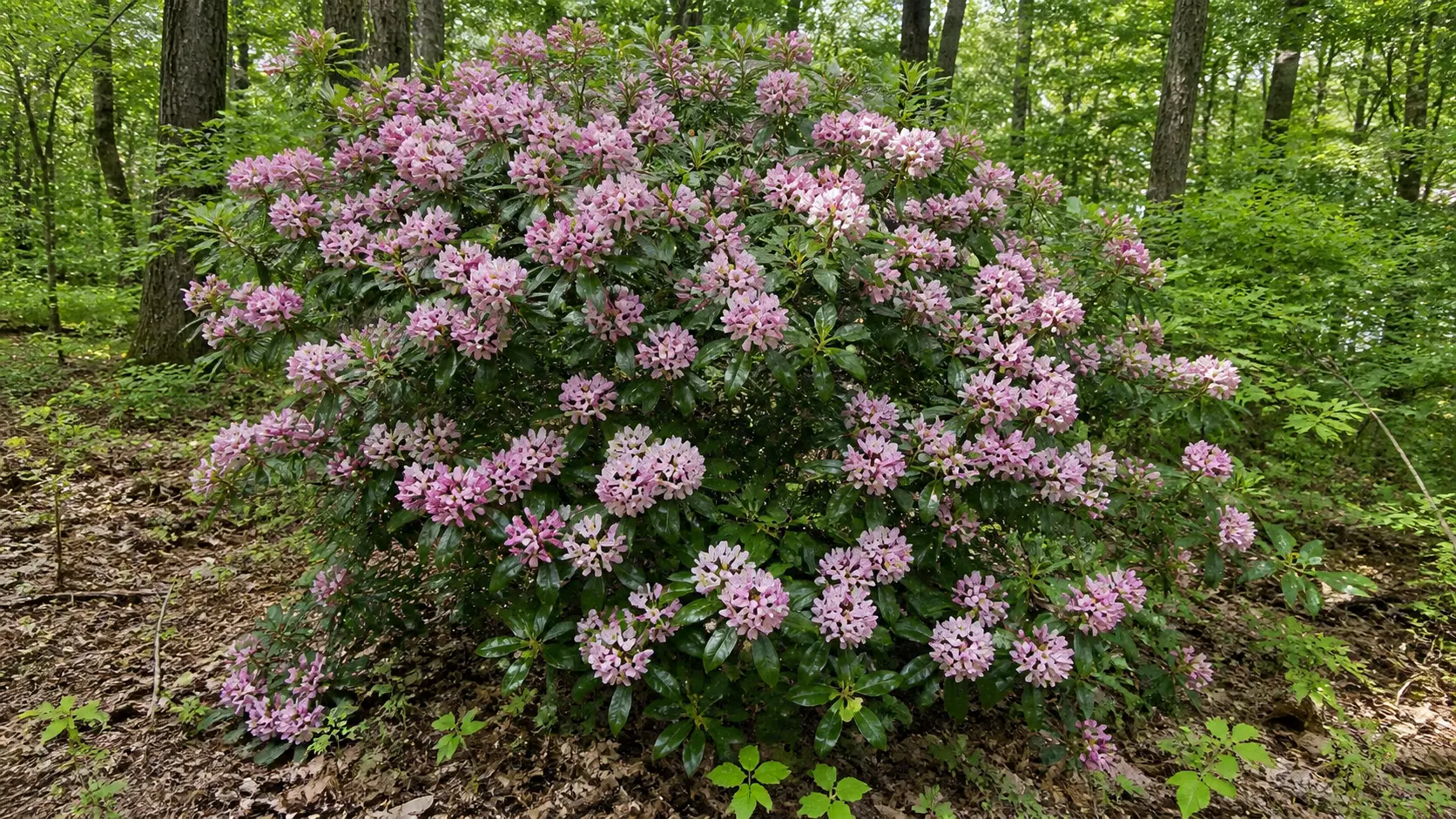 Maryland habitat context for Mountain Laurel