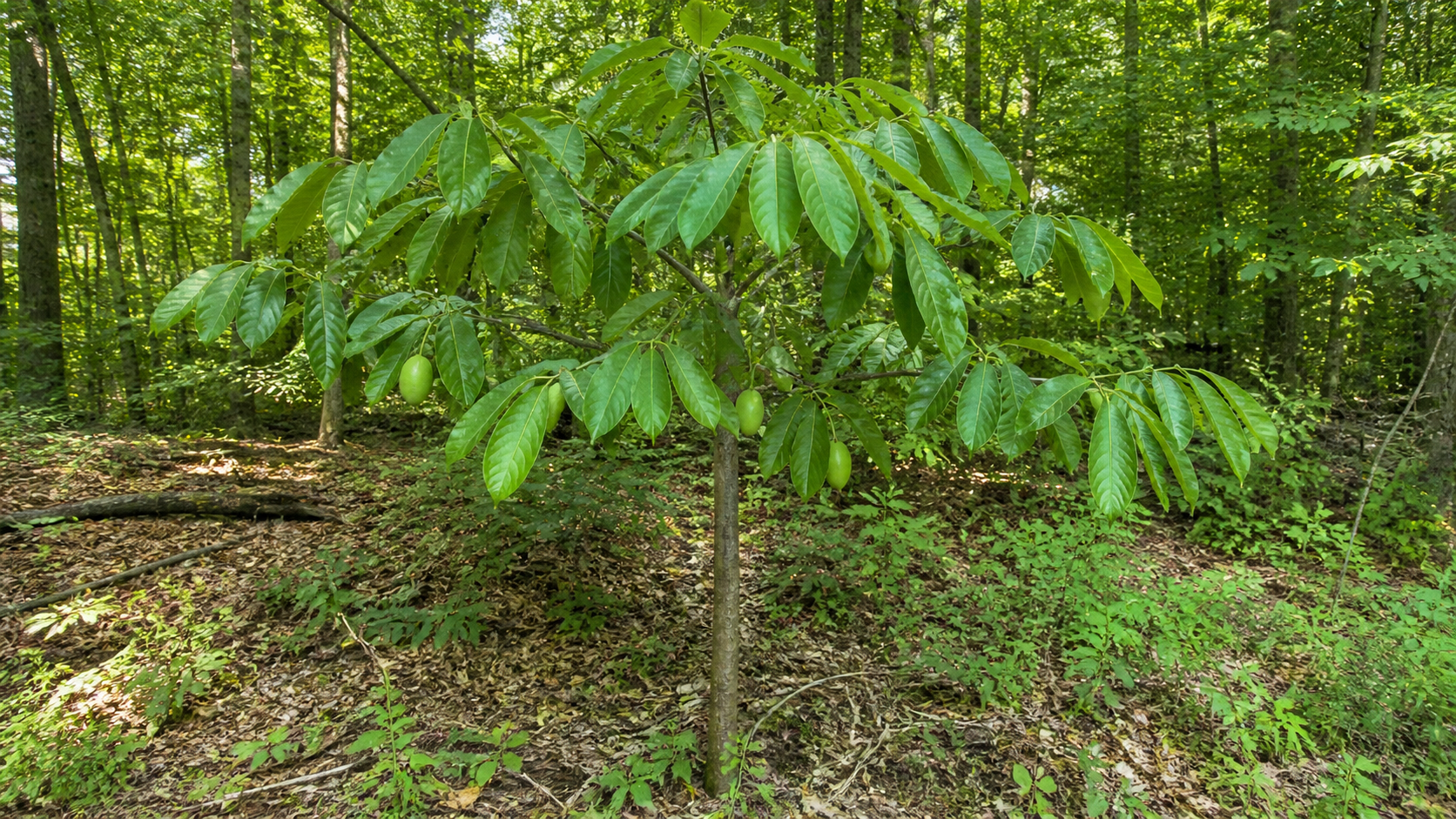 Maryland habitat context for Pawpaw