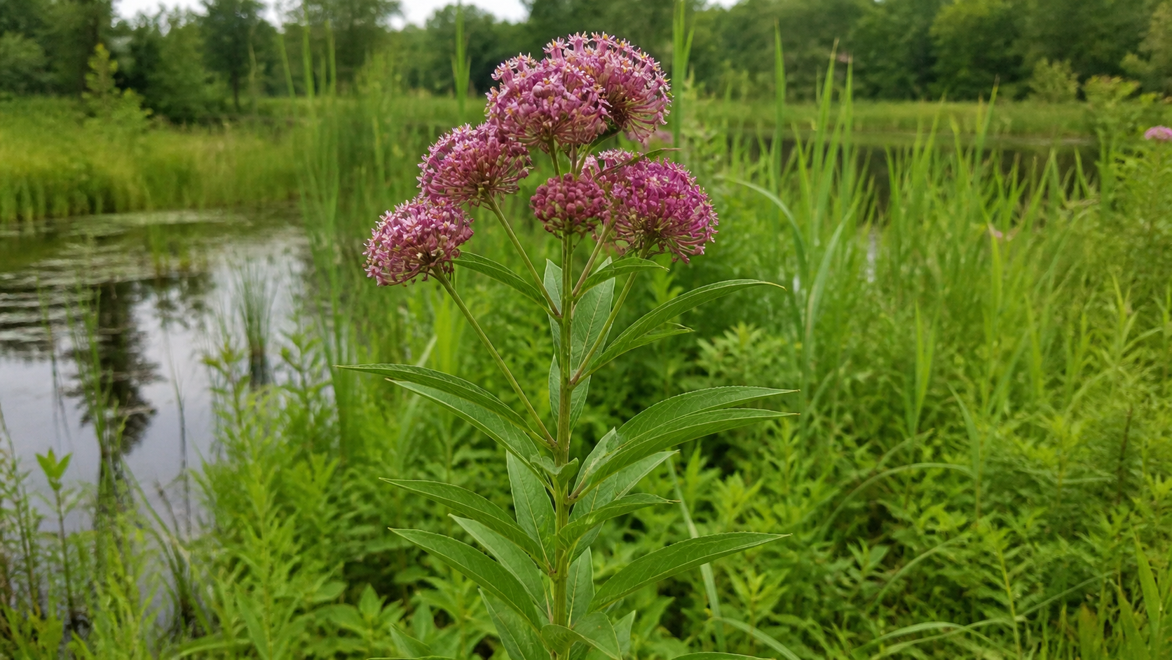 Maryland habitat context for Swamp Milkweed