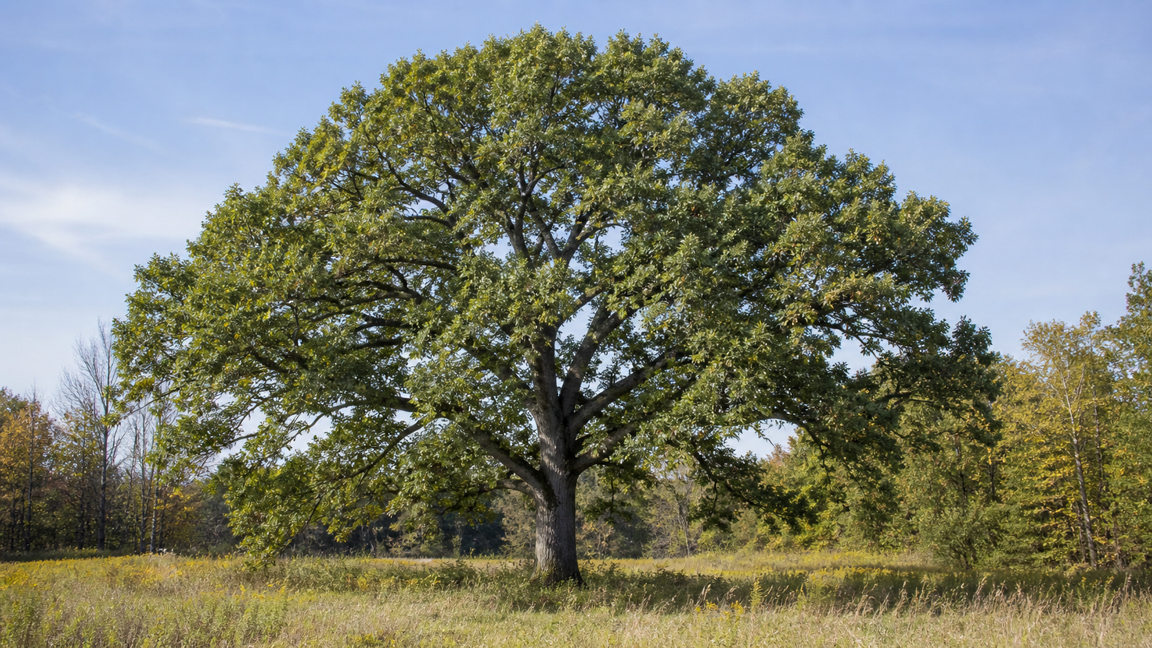 Maryland habitat context for White Oak