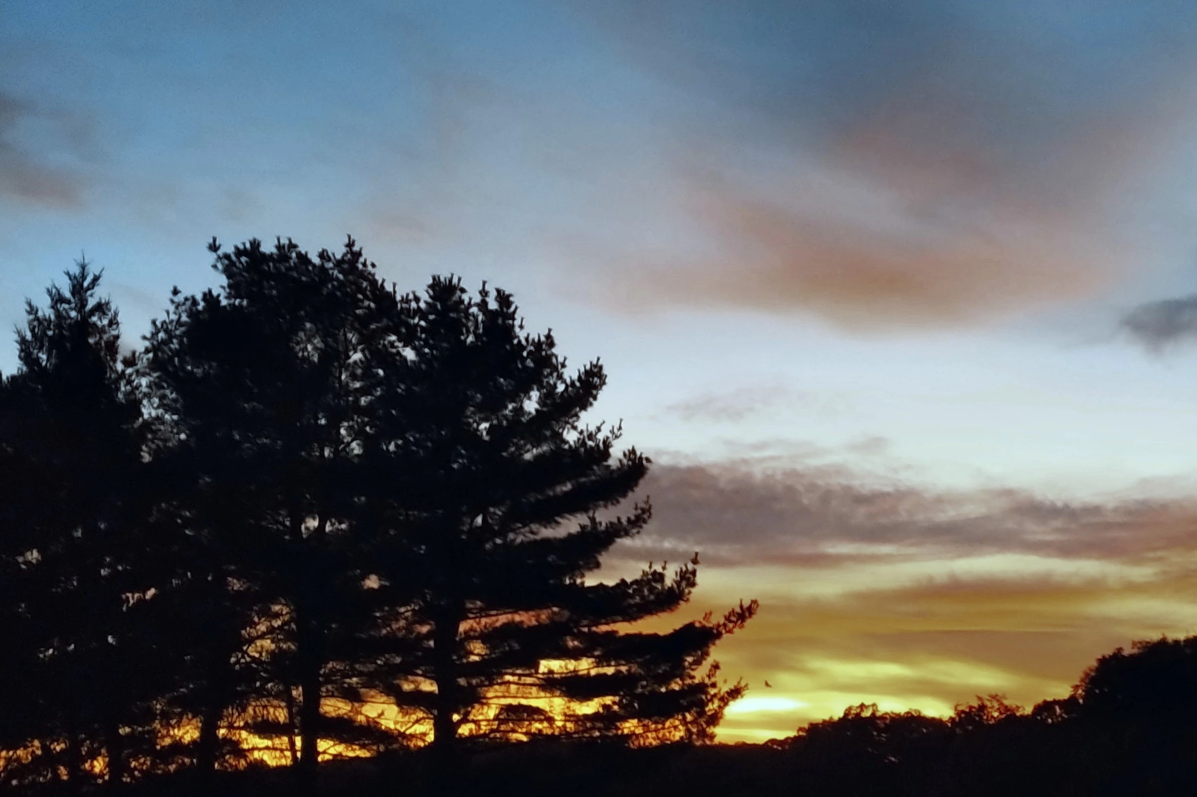 Maryland mountain forest habitat