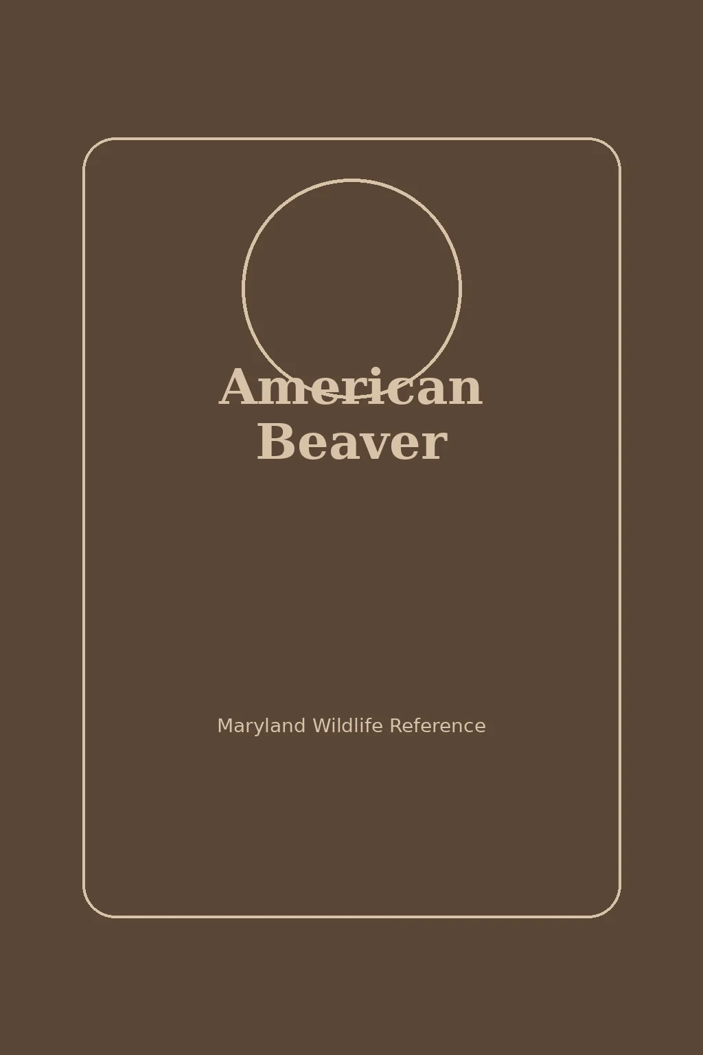 American Beaver in Maryland
