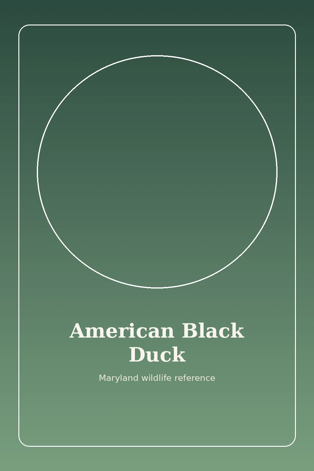 American Black Duck in Maryland