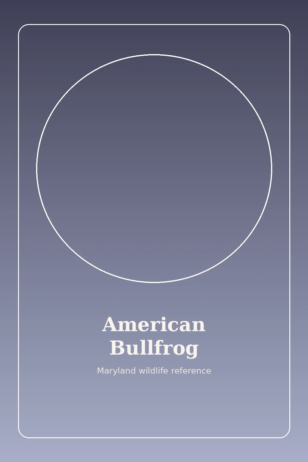 American Bullfrog in Maryland