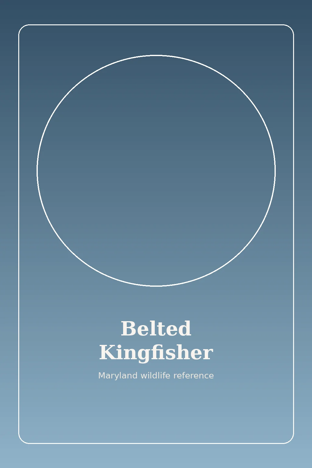 Belted Kingfisher in Maryland