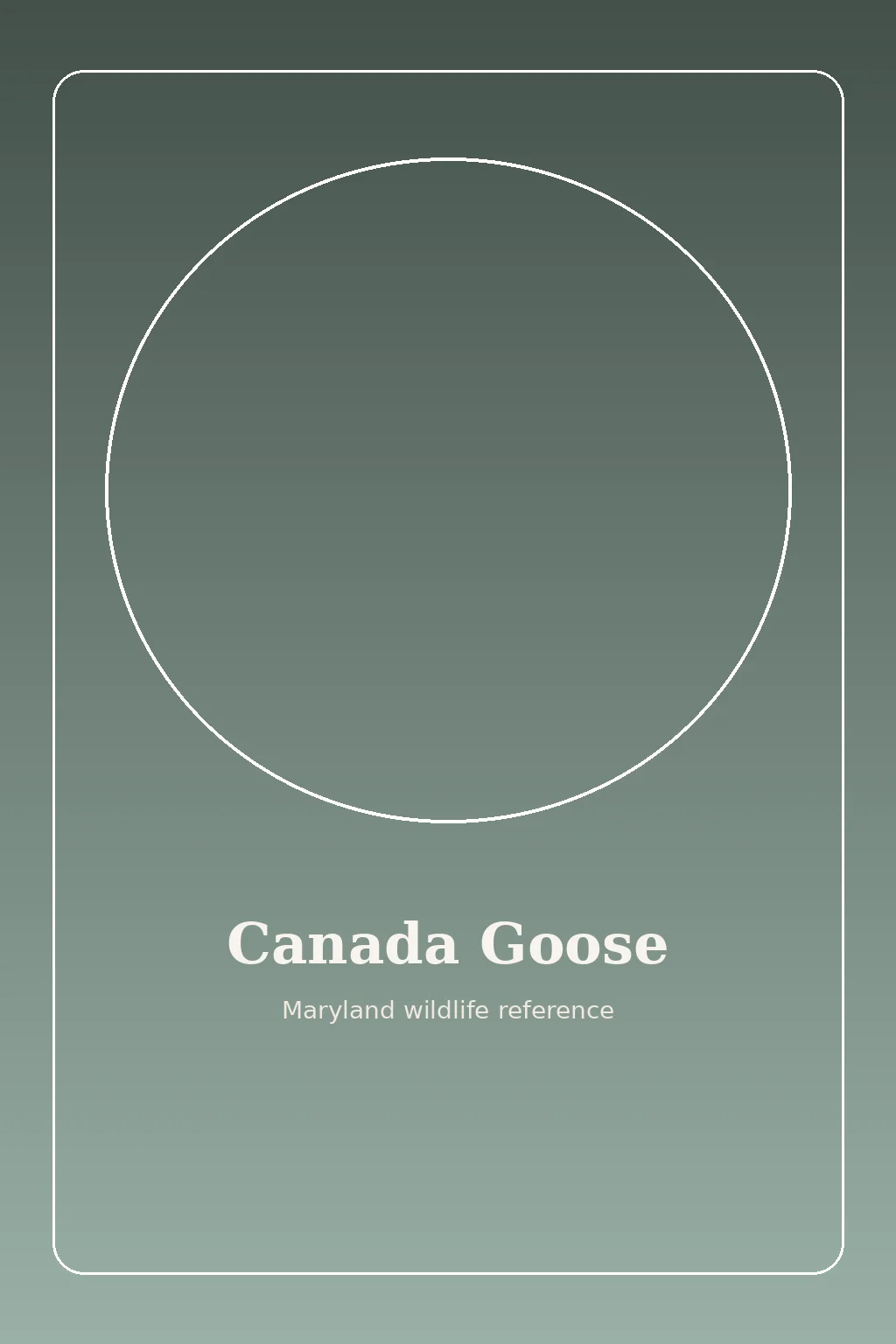 Canada Goose in Maryland