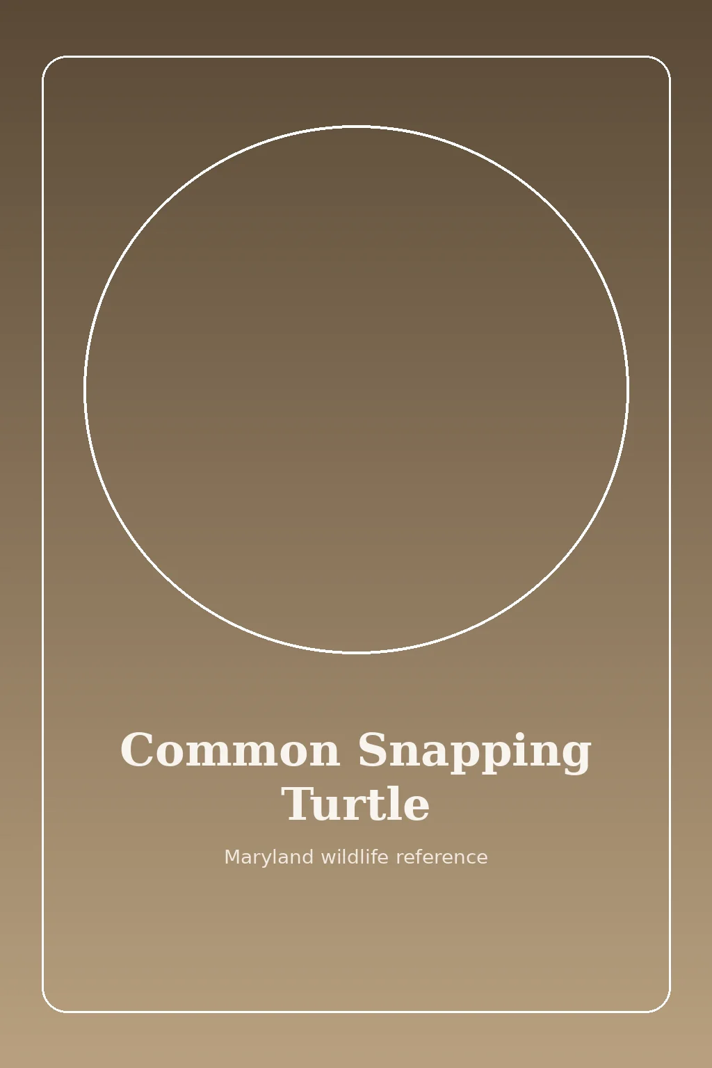 Common Snapping Turtle in Maryland