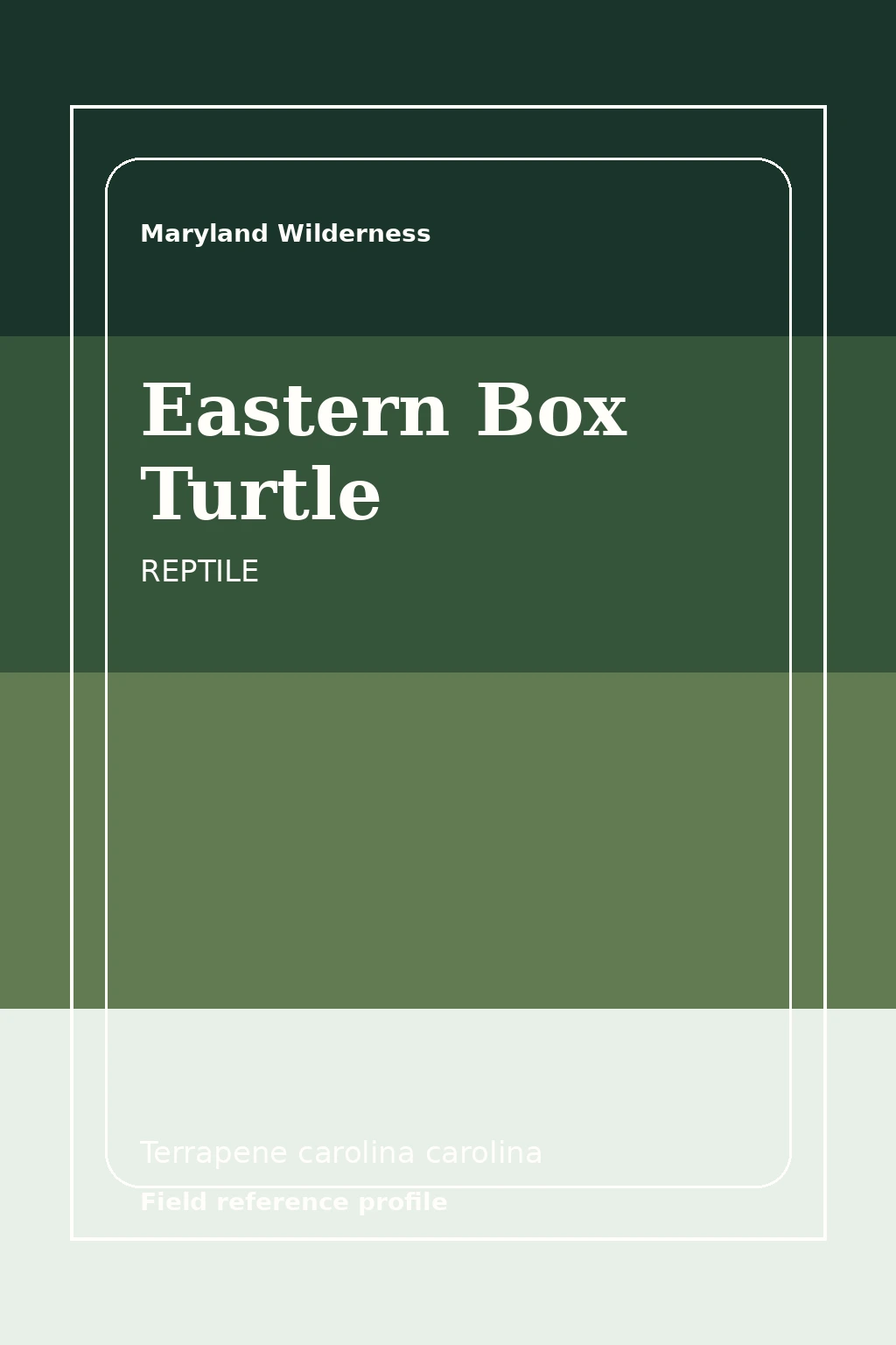 Eastern Box Turtle