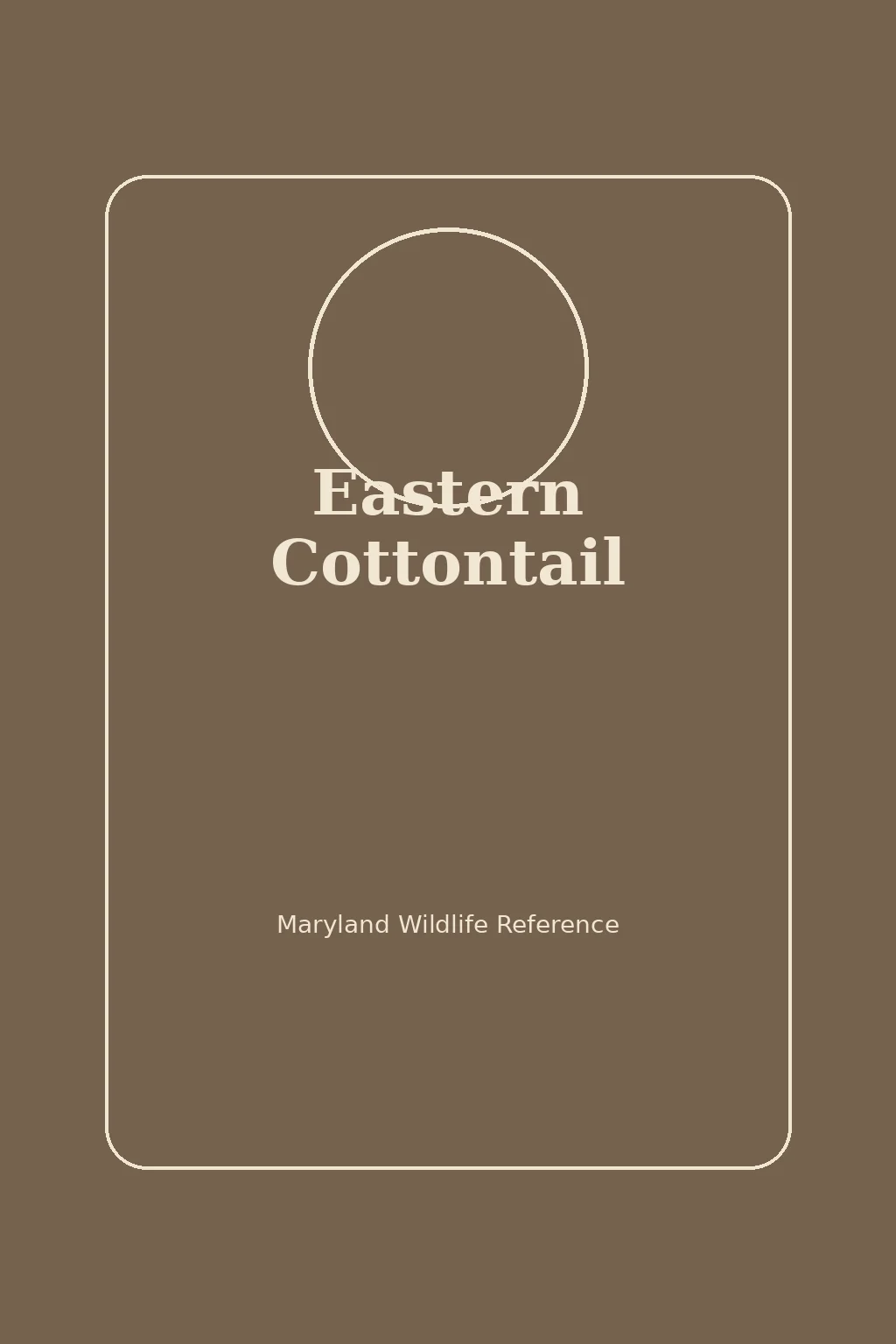 Eastern Cottontail in Maryland