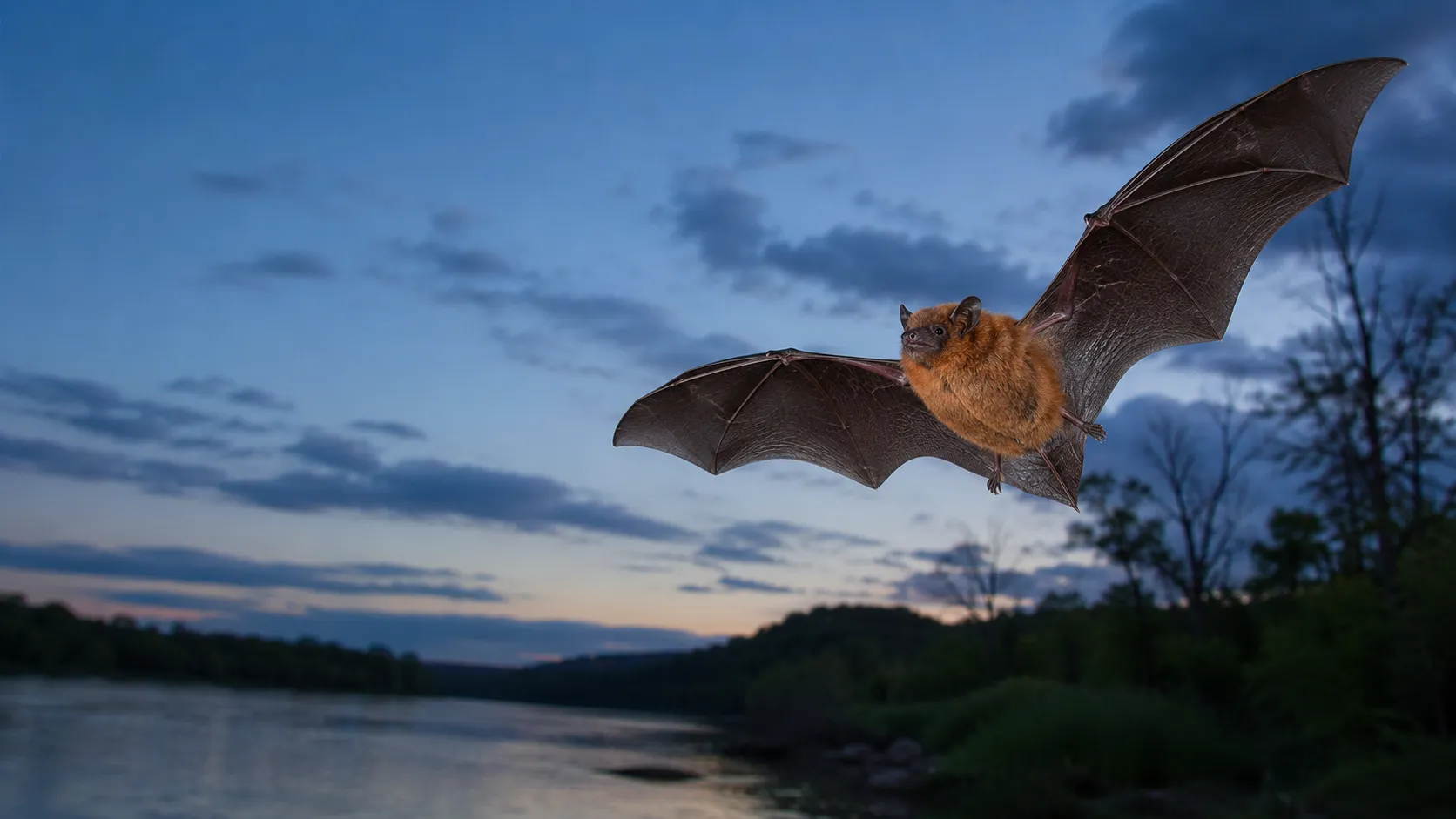 Eastern red bat thumbnail