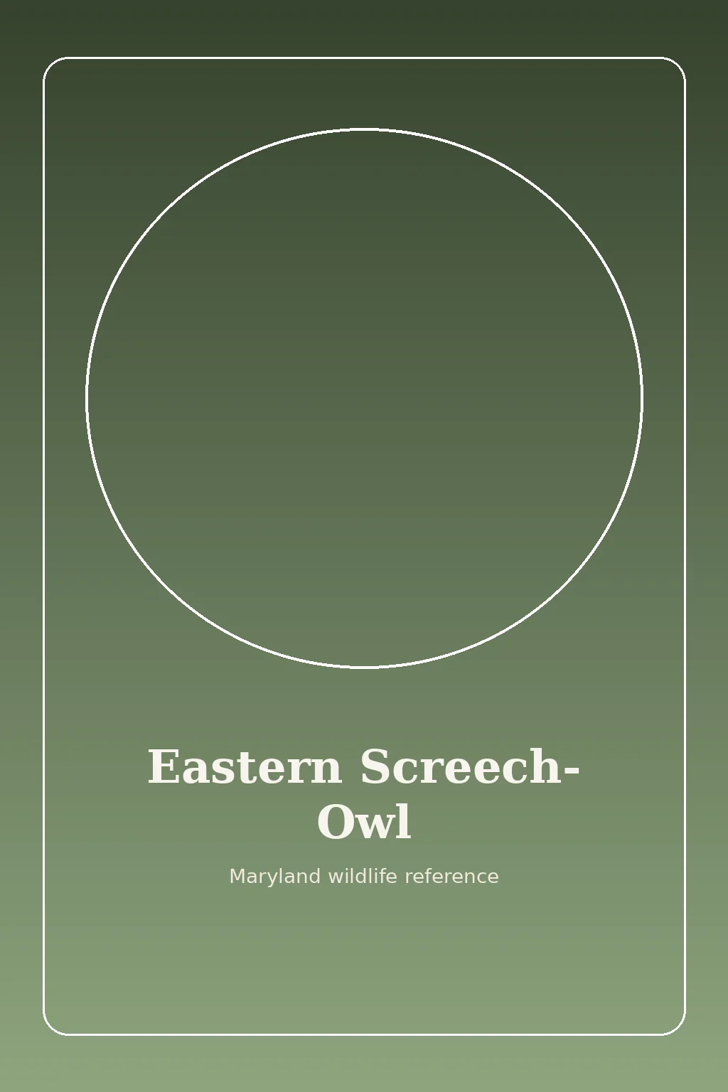 Eastern Screech-Owl in Maryland