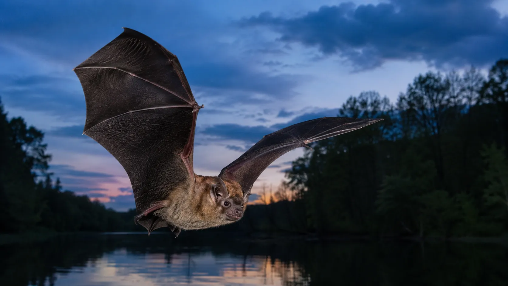 Evening bat thumbnail