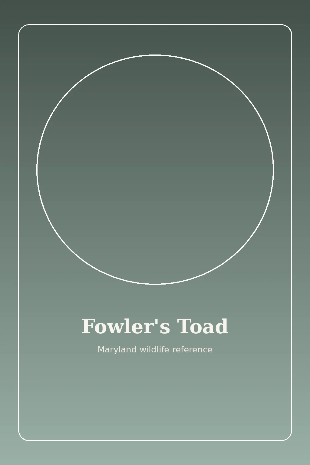 Fowler's Toad in Maryland