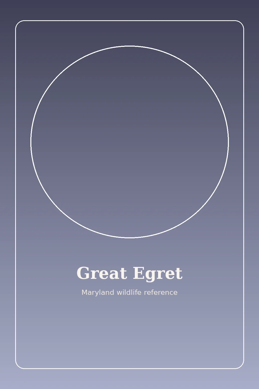 Great Egret in Maryland