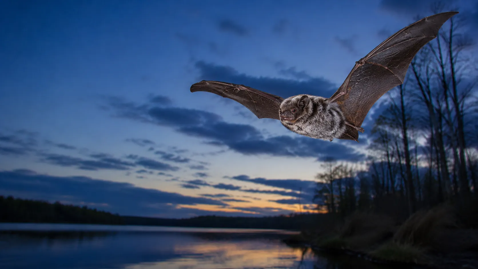Hoary bat thumbnail