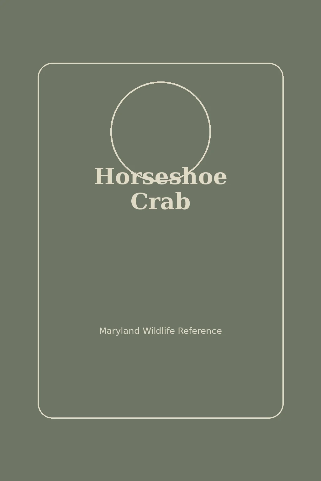Horseshoe Crab in Maryland