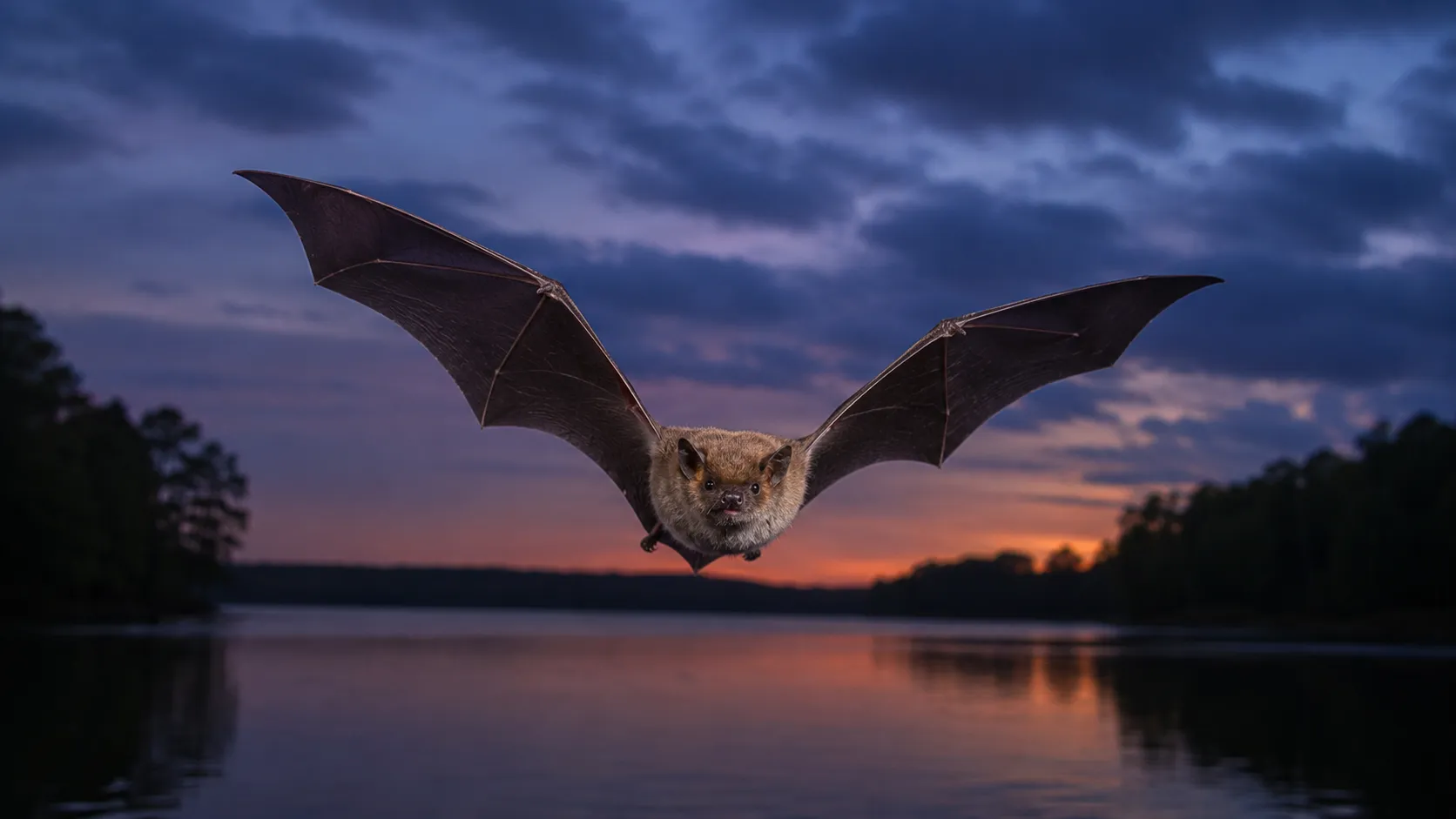 Indiana bat thumbnail