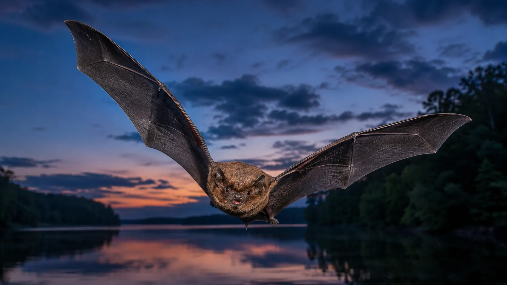Little brown bat thumbnail
