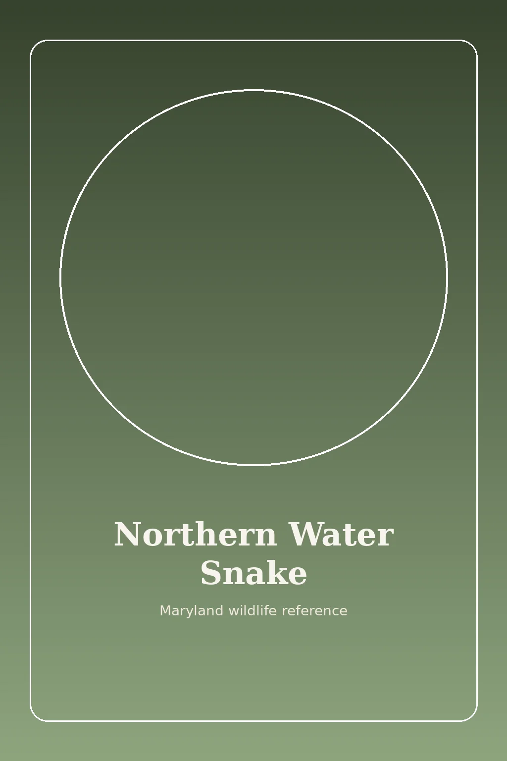 Northern Water Snake in Maryland