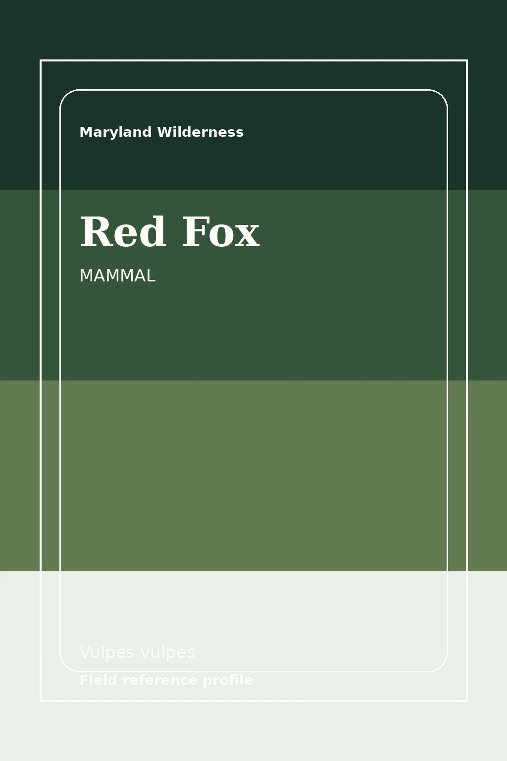 Red Fox