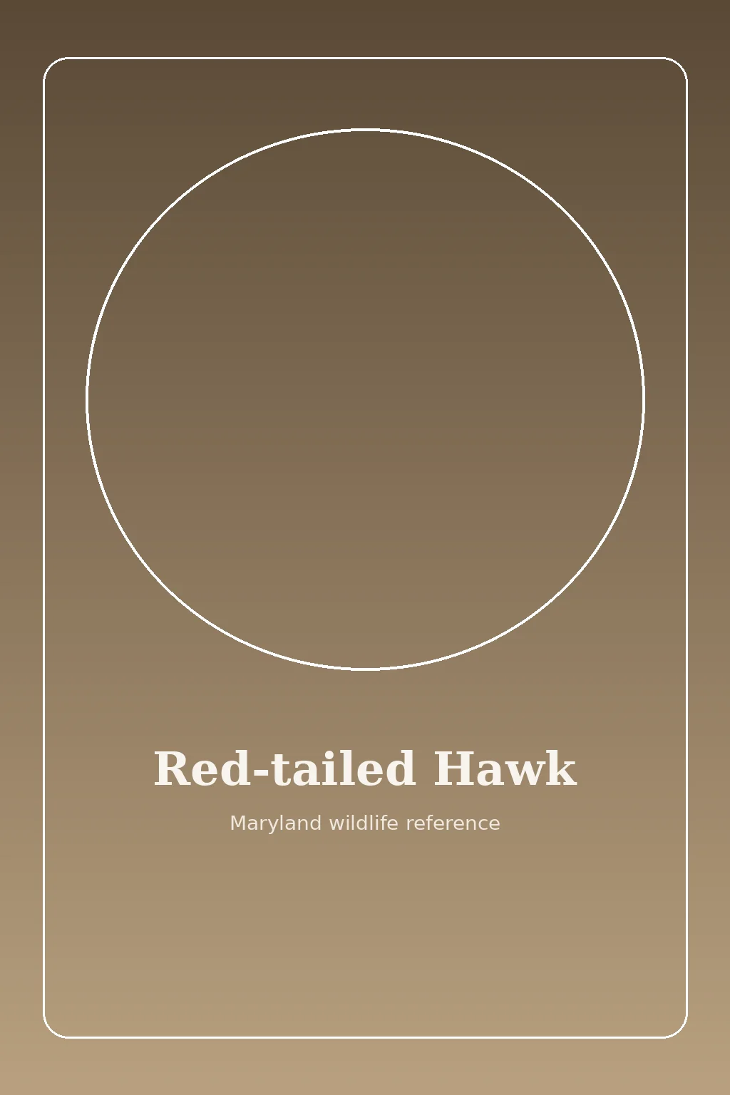 Red-tailed Hawk in Maryland