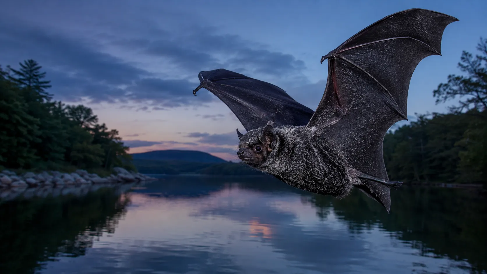 Silver-haired bat thumbnail
