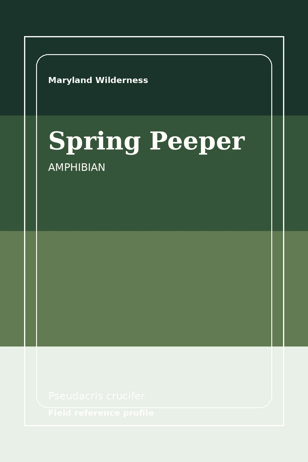 Spring Peeper