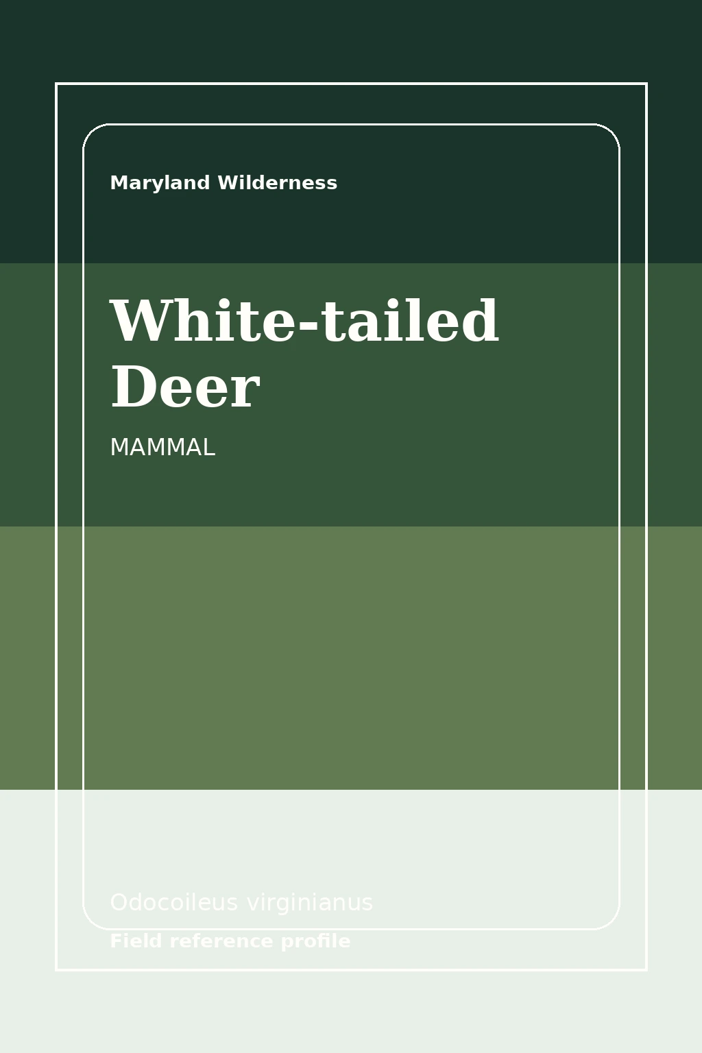White-tailed deer in Maryland habitat