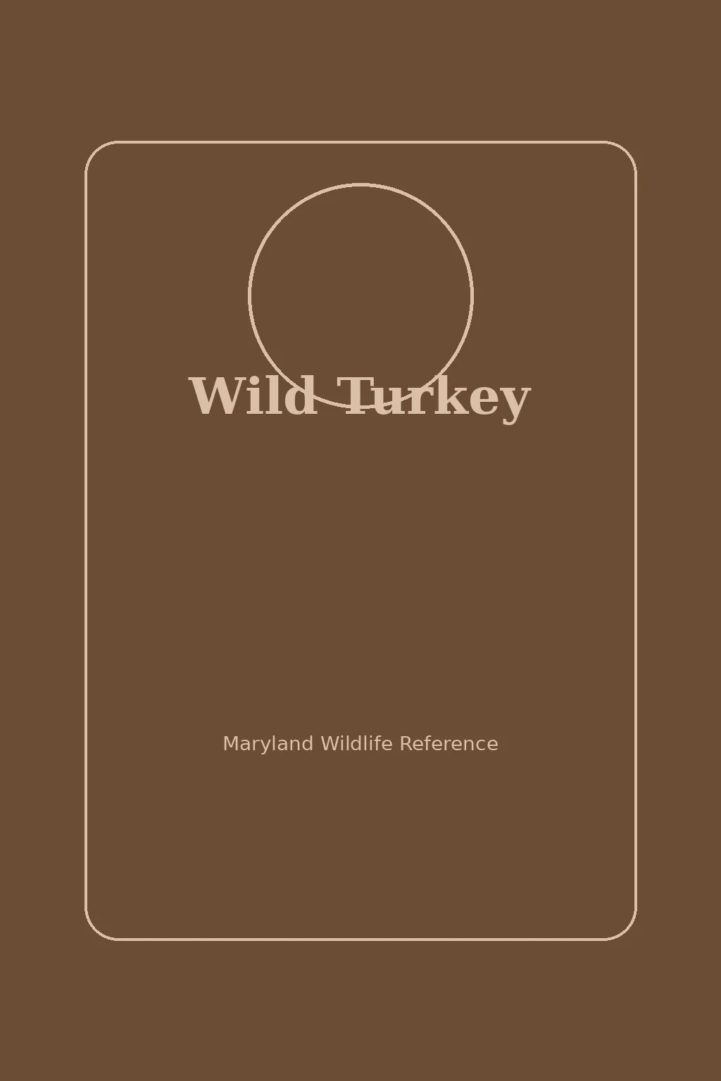 Wild Turkey in Maryland